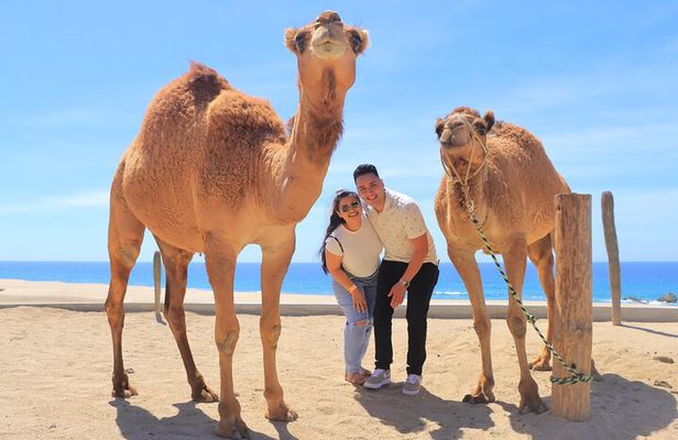 Beach ATV & Camel Ride COMBO in Cabo by Cactus Tours Park