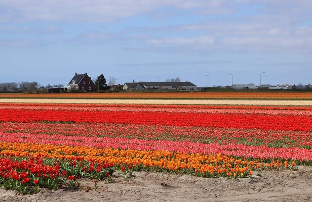 Keukenhof Gardens and Delft Guided Tour from Amsterdam