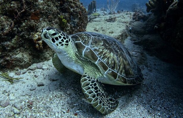 DiveCarib - An Eco-Friendly Certified Diver Trip in Antigua