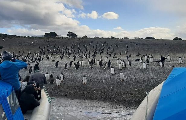 Penguin and Centolla Tour in 4x4
