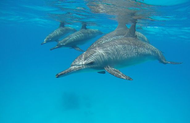 Dolphin House Tours in Marsa Alam