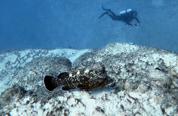 Discover Scuba Diving in Costa Calma