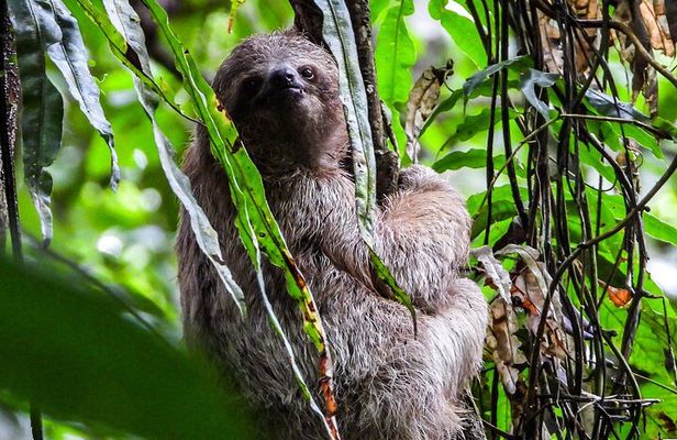 Guanacaste Rainforest Safari with Meal