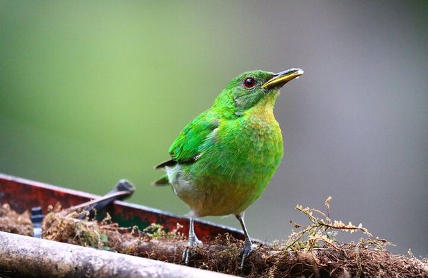 Cali: Bird Watching | Birding in the cloud forest at kilometer 18
