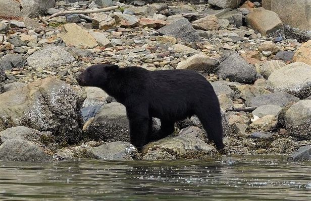 Spring Bears and Whales Tour in Campbell River