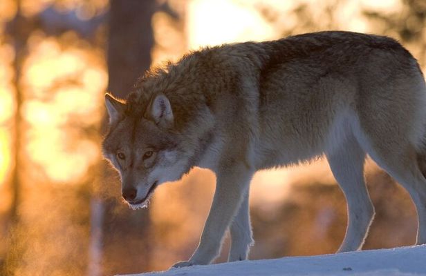 Ranua Zoo Tour (private service)