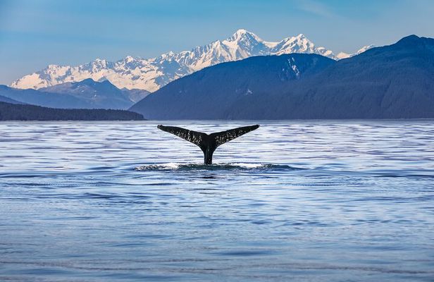 Kaikōura Day Tour From Christchurch With Whale Watch