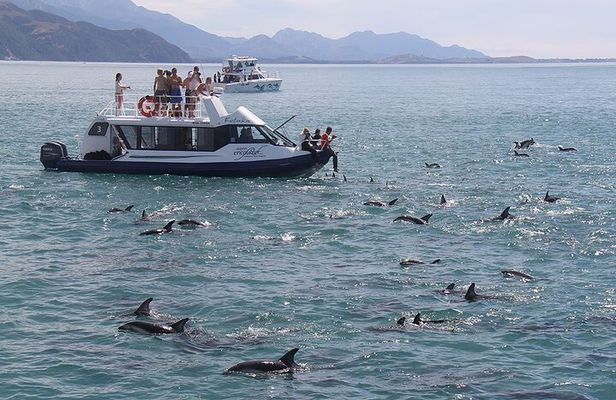 Kaikōura Day Tour From Christchurch With Dolphin Encounter