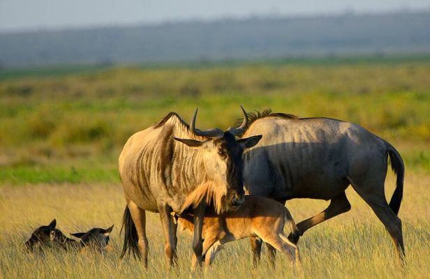 5 Days of Safari, Culture & Hot Springs – Tour from Arusha