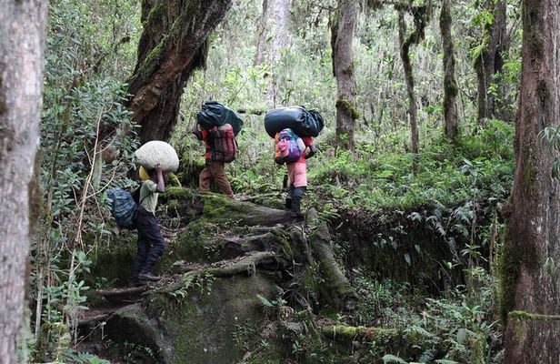 Kilimanjaro Day Hike Marangu Route