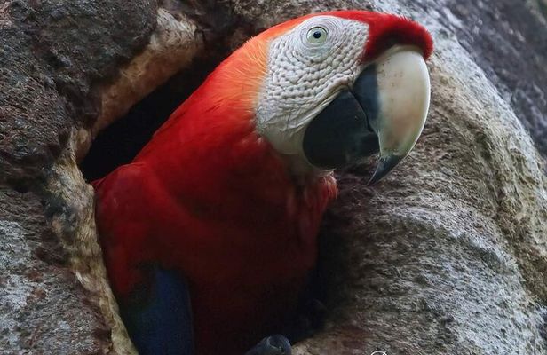 Guided Naturalist Walk in Curu Wilderness Refuge