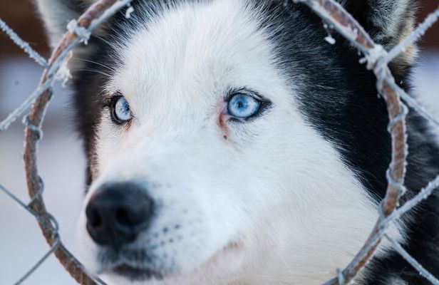 Husky Sledding Ride in Levi