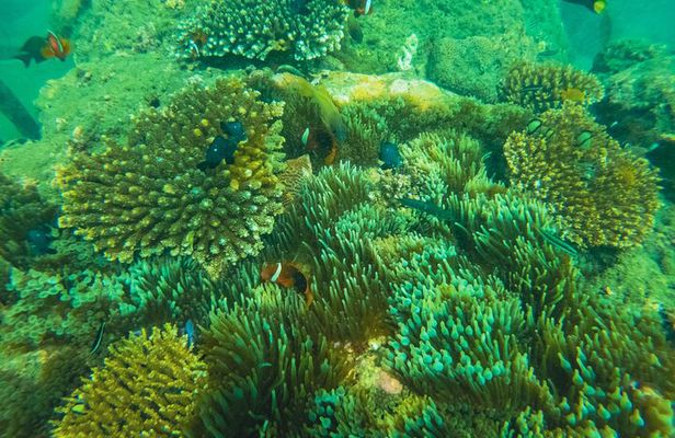 Bali Tropical Snorkeling and Mangrove Cruise