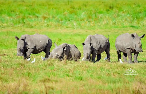 2 Days Akagera National Park Safari