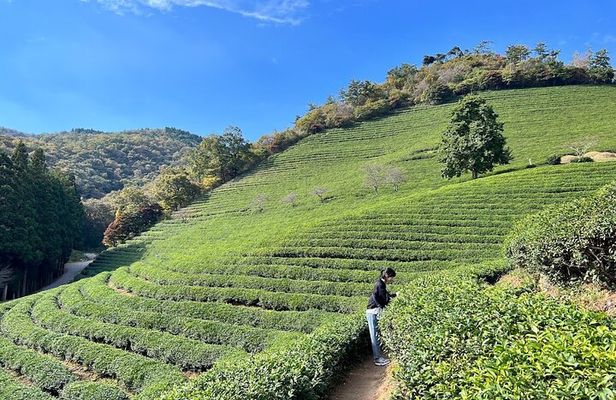 Boseong Tour : Green Tea Field, Mountain & Lake Trail (Private)