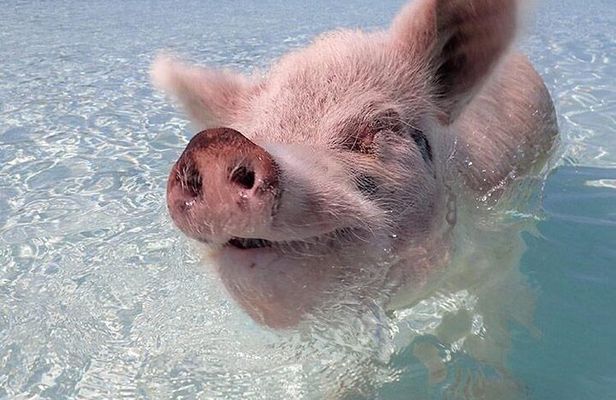 Beach Day Swim with Turtles and Pigs Excursion in Nassau
