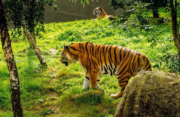 Dublin Zoo Skip-the-line Tickets and Private Transfers