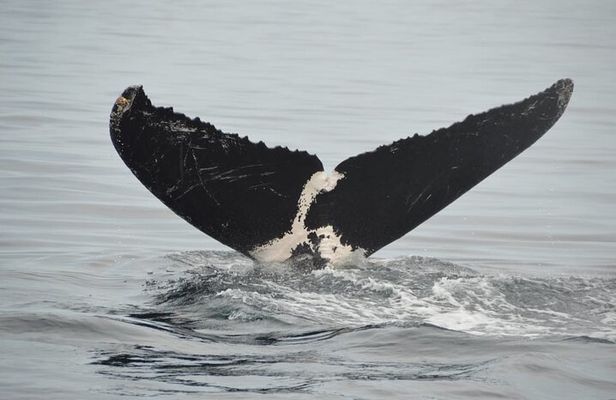 Whale watching 3 hours in Puerto Vallarta