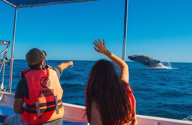 Whale Watching Experience in Cabo San Lucas 2 hours