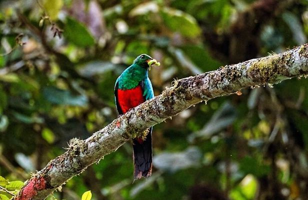 Mindo Cloud Forest Private Tour: Birdwatching, Birds & Nature