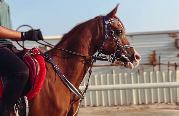 Doha-Private Half Day Safari with Horse Ride/Camel Ride/sandboard