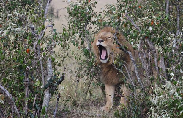 Game Drive To Nairobi National Park With 4*4 Vehicle