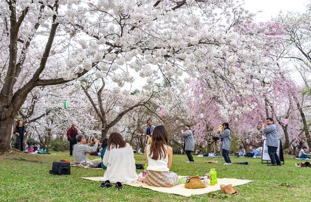 Kanazawa Cherry Blossom Tour: Private & Personalized with a Guide