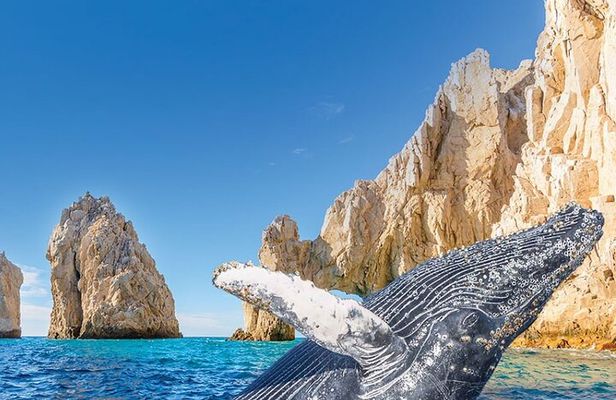 Humpback Whale Watching and Cabo San Lucas Arch Tour