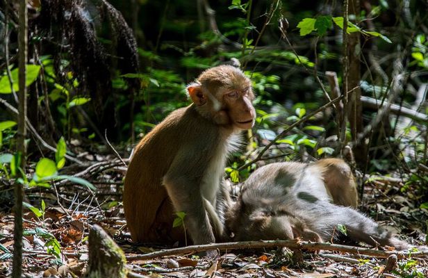 Silver Leaf Monkeys and Firefly Tour in Kuala Lumpur
