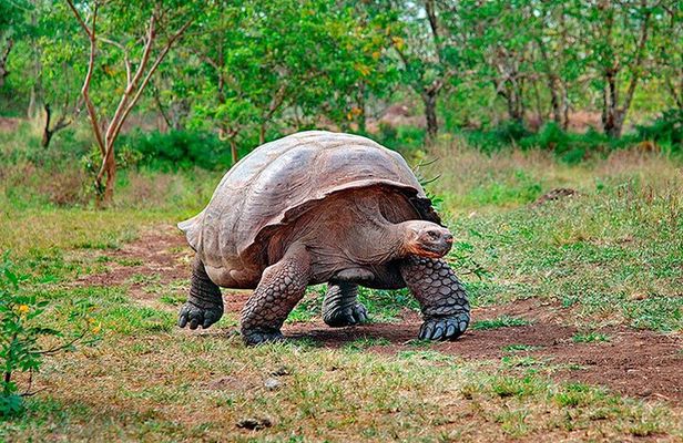 8 Day Galapagos Island Hopping
