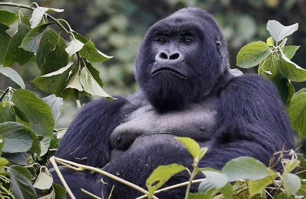 9 Days Uganda Wildlife & Primates Safari