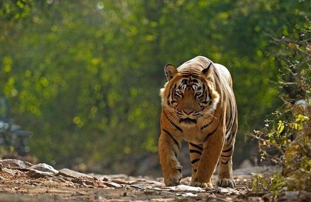 5 Day Private Tour of Tigers, Taj Mahal and Palaces from Cochin