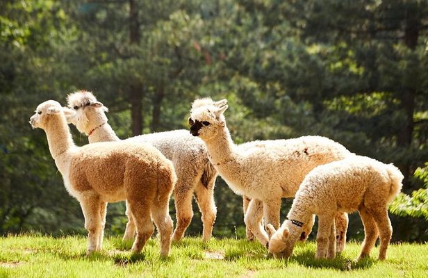 Nami Island, Alpaca, Petite France, Garden of Morning Calm Tour