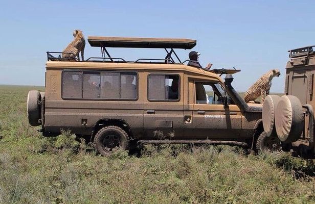 5 Days Safari in Tarangire, Serengeti & Ngorongoro