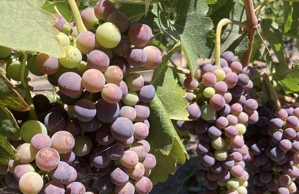 Wine Tours One