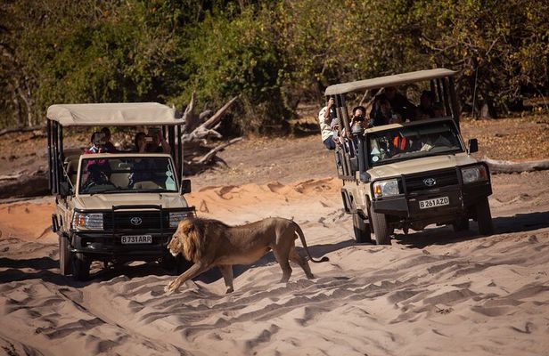 Chobe Day Trip From Victoria Falls