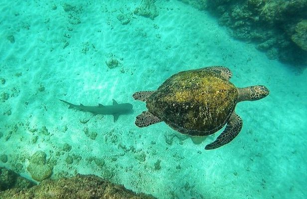 Snorkeling in Caño Island from uvita