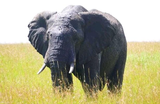 Amboseli national park over night