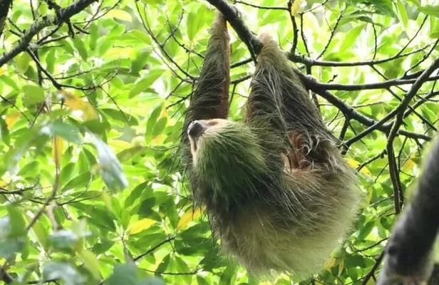 Sloth Tour in La Fortuna Private Guide