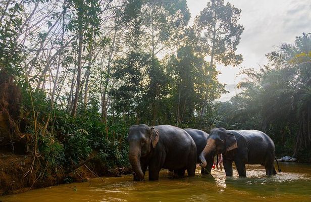 2-Hour Guided Eco-Tour & Transfer to Khaolak Elephant Sanctuary