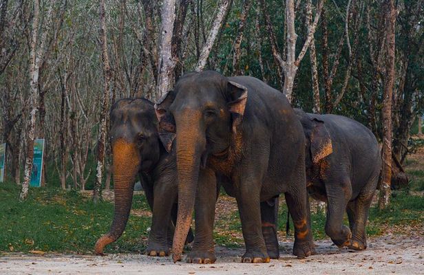 Khao Lak Elephant Sanctuary Tour with Waterfall and Lunch