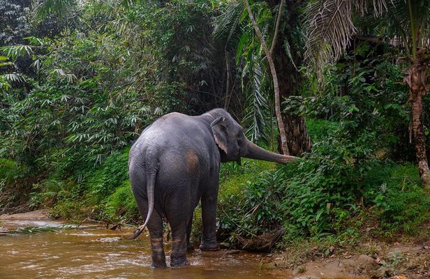 Khao Lak Elephant Sanctuary Full Day Small Group Tour