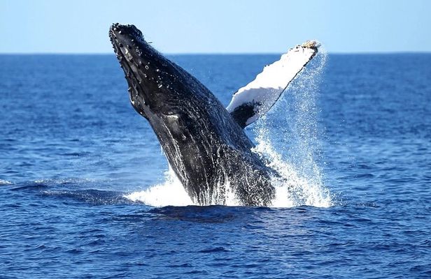2 Hour Waikiki Whale Watching Cruise from Oahu