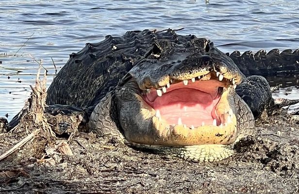 Airboat Tour