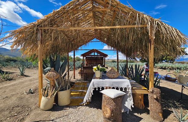 Private Lunch in Mezcal Maguey Fields