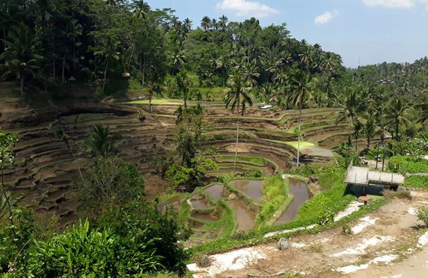 Private tour in Ubud country side