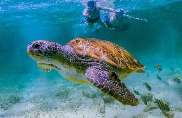 Cenote Turtle and Beach Club Full Day Tour