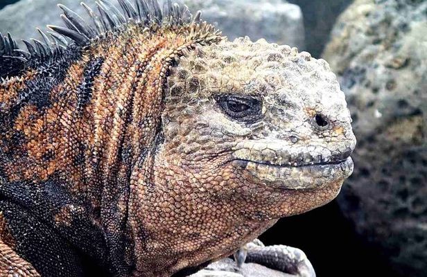 6 Days Galapagos Island Hopping
