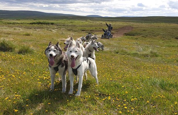Dog Sledding and Mushing Experience by Siberian Husky in Iceland