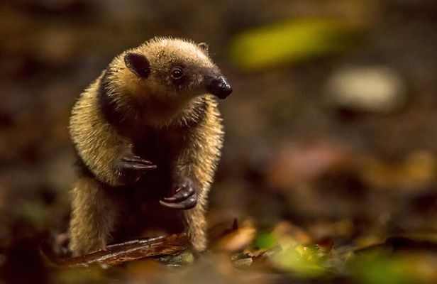 Night Mangrove Safari Boat Tour with Dinner | Manuel Antonio